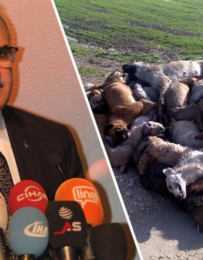 Bursa Valisi: Köpek katliamı demek doğru değil