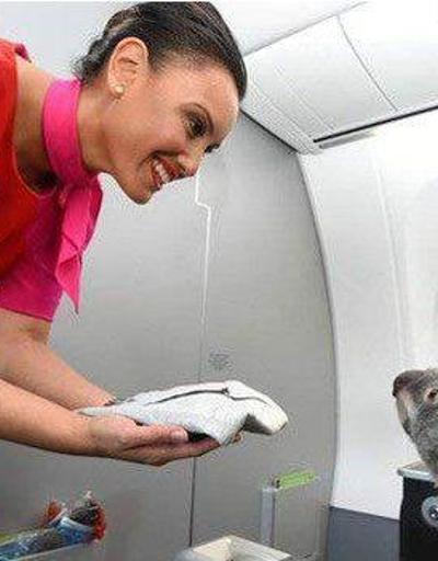Koalalar first class uçtu