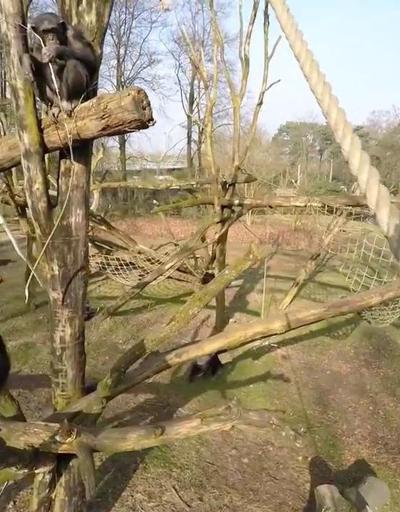 Sinek avlar gibi drone avlayan şempanze