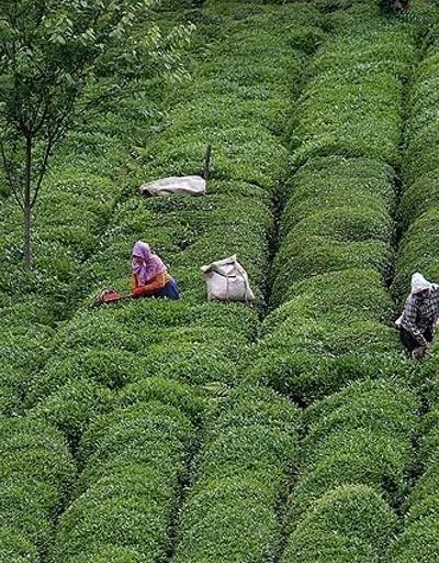 Yaş çayda 1,2 milyon tonluk üretim beklentisi
