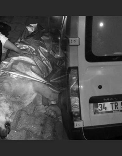 İstanbul Büyükşehir Belediyesine köpek zehirlerken suçüstü