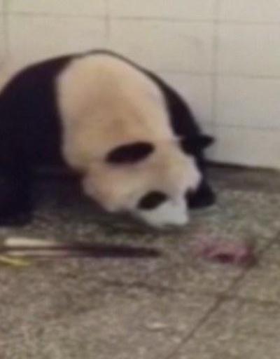 Pandanın doğum anı böyle görüntülendi
