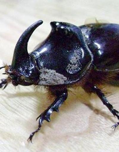 Bakanlıktan Gergedan böceği açıklaması: Parasal bir değeri yok