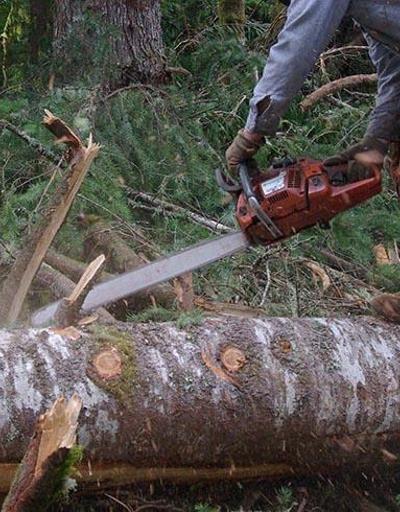 Ormandan 3 kavak ağacı kesti, 5 ay hapis cezasına çarptırıldı