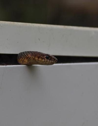 Buzdolabına giren yılanı çıkarmak için yetkili servisi çağırdı