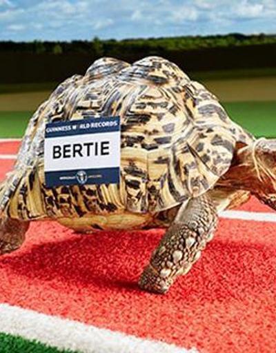 Dünyanın en hızlı kaplumbağası