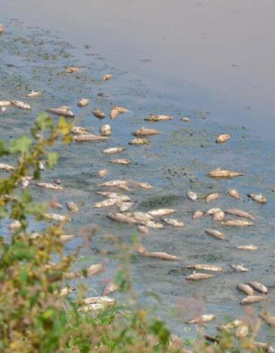Gediz Nehrinde ürküten toplu balık ölümü