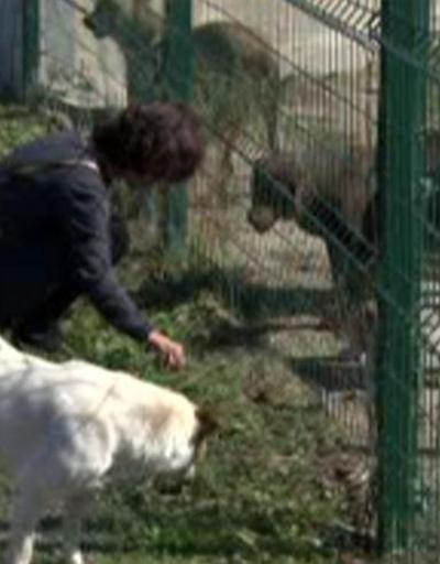 Hayvanseverler CHPli belediyeye tepkili