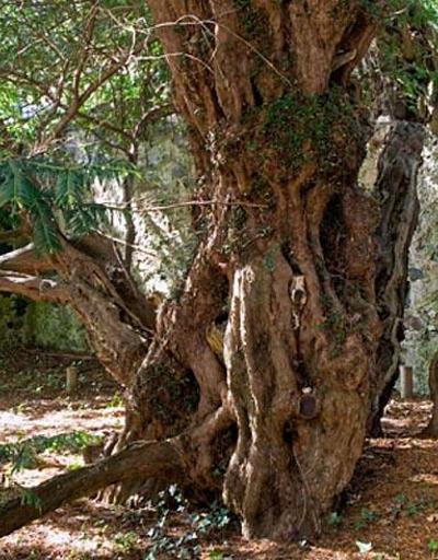 İngilterede 3 bin yaşındaki ağaç cinsiyet değiştiriyor