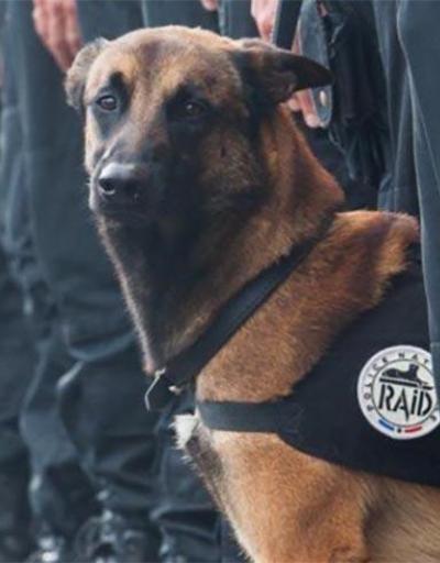 Pariste öldürülen polis köpeği Diesel için sosyal medyada yas