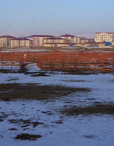 Erzurum hayvan pazarı şap nedeniyle kapatıldı