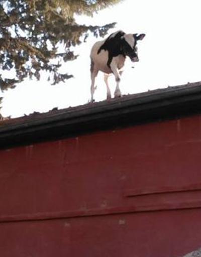 Kesime götürülen inek mezbaha çatısına çıktı