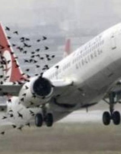 THY uçağı kalkışta kuş sürüsüne çarptı