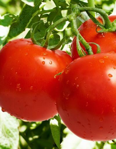 Rusyada Türk domatesi imha edildi