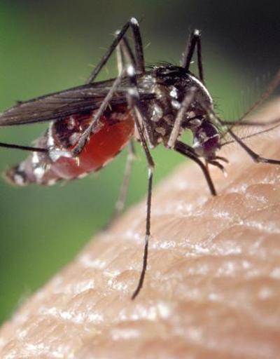 Zika virüsünü bulaştıran sivrisinek Türkiyede de var