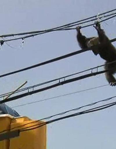 Kaçak şempanze zor anlar yaşattı