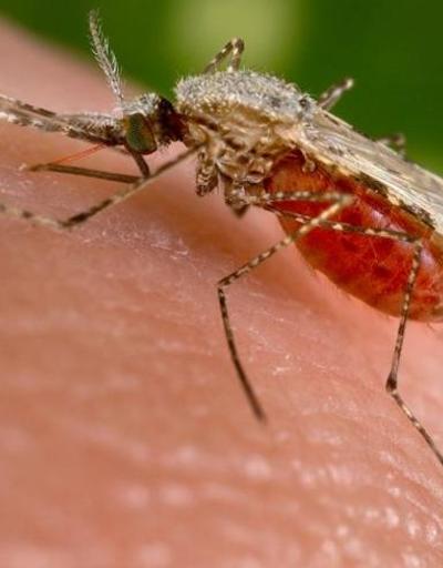 Zika virüsü 2,2 milyar kişiyi tehdit ediyor
