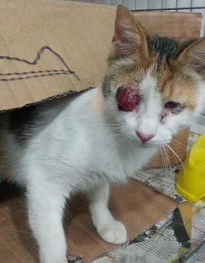 Aydında bomba sanılan paketten kedi çıktı