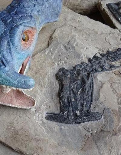 242 milyon yıl önce yaşamış bir hayvanın fosili bulundu