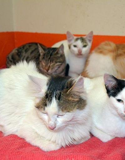 Yüksekovanın kedileri Bitlise gönderildi