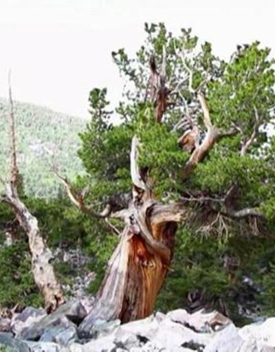 Dünyanın en yaşlı ağaçları