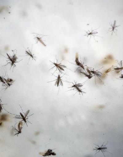 10 yıl sürer denilen Zika virüsü aşısı insan üstünde deneme aşamasında