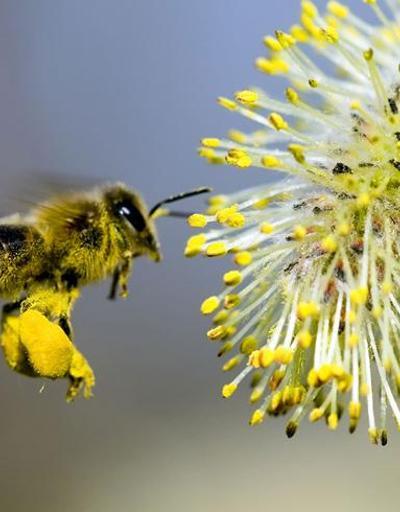 Bal bulunur bu arı bulunmaz