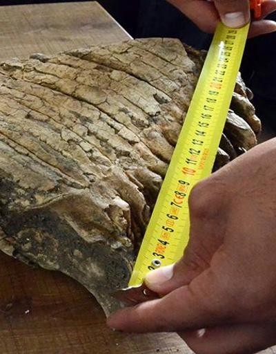 Konyada mamut fosili bulunduğu iddia edildi
