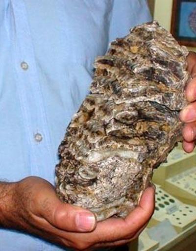 2.5 milyon yıllık mamut fosili bulundu