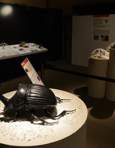 İnanılmaz böcekler sergisi EXPO 2016da