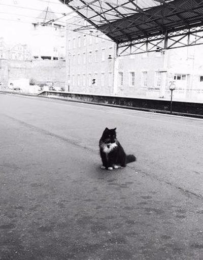Kıdemli tren garı çalışanı kedi