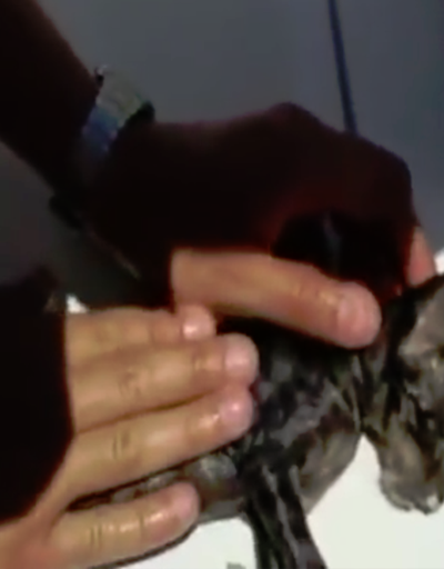 Sahil güvenlik görevlisi boğulan kediyi suni teneffüs ile kurtardı
