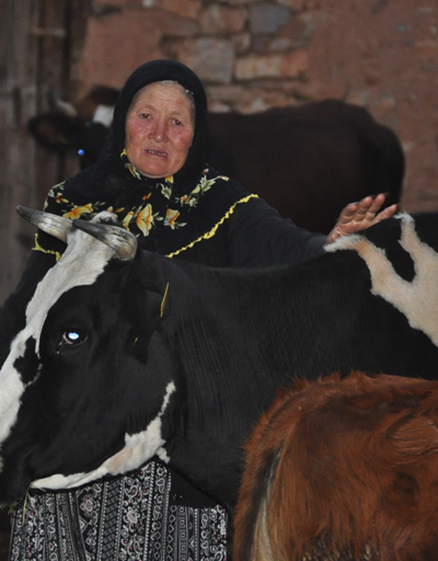 Türkiyenin yüreğini sızlatan çift ineklerine kavuştu