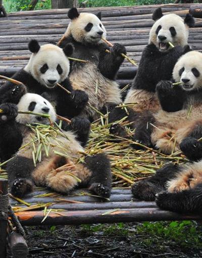 Pandalar kurtuldu, nüfusları yüzde 17 arttı