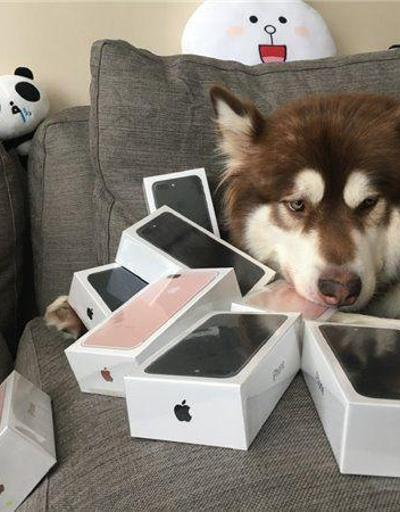 Köpeğine 8 adet iPhone 7 aldı