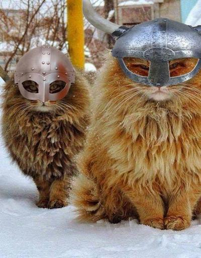 İlk evcil kediler Vikingler ile seyahat ediyorlardı