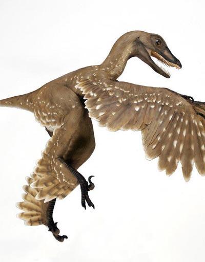 Kuşların 75 milyon yaşındaki dinozor atası sırları aydınlattı