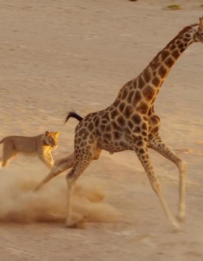 Zürafadan aslana uçan tekme