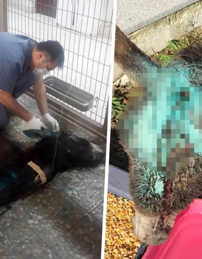 Bir hayvan cinayeti de İzmitte: Sıpayı başından vurdular