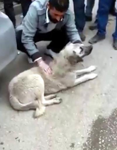 Zehirlenen köpeği marketten aldığı sütü içirip kurtardı