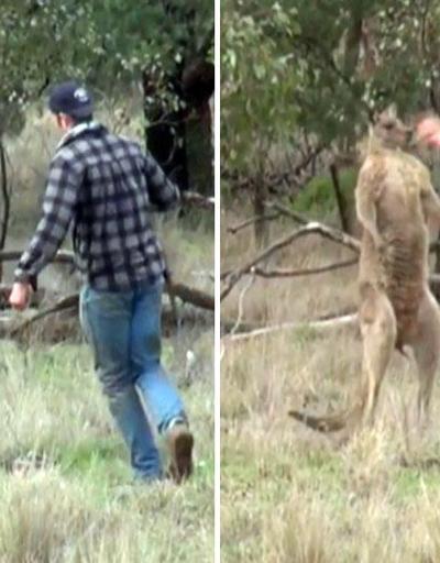 Köpeğini korumak için kanguruya yumruk attı