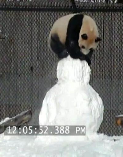 Pandanın kardan adamla mücadelesi gülümsetti