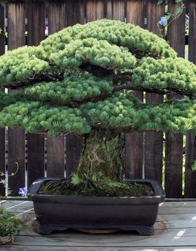 Dünyanın en büyük saldırısından kurtulan bonsai ağacı 391 yaşında