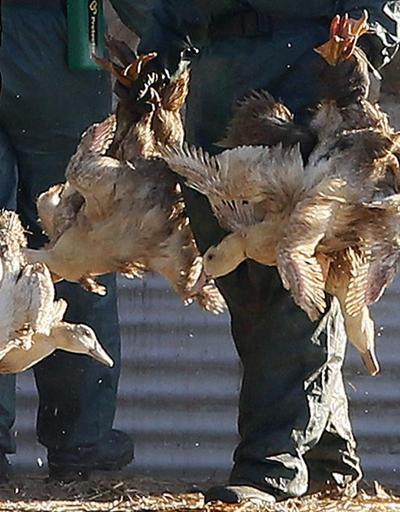 Tayvanda kuş gribi görüldü: Kümes hayvanları itlaf edildi
