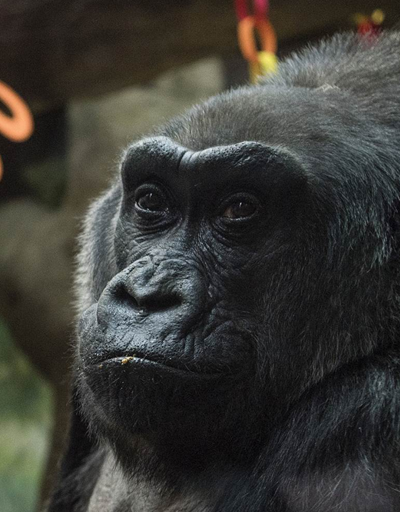 Dünyanın en yaşlı gorili Colo 60 yaşında öldü