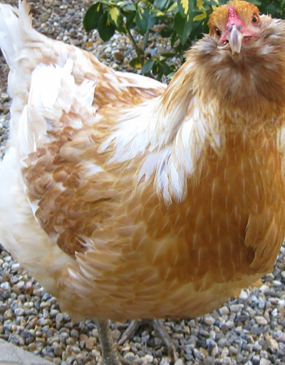 Tavuk üretimi azaldı yumurta arttı