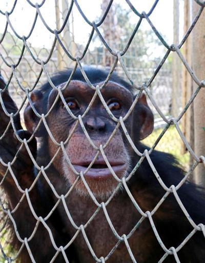 Dişleri sökülen şempanze hayvanat bahçesine alındı