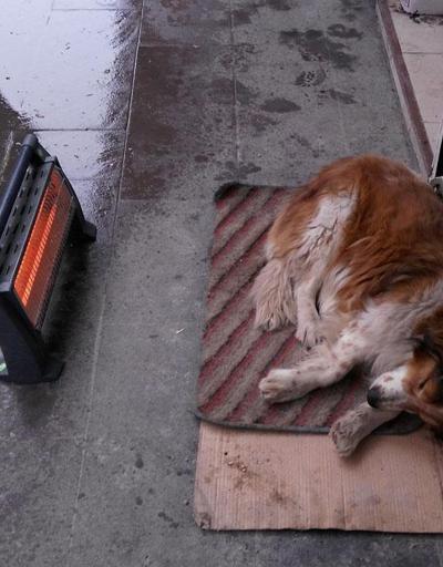 Sokak köpeğine esnaftan ısıtıcı desteği