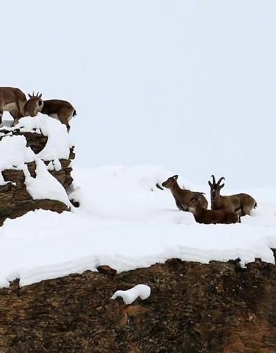 Yiyecek bulamayan dağ keçileri vadiye indi