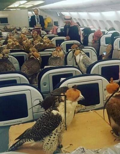 Suudi Prens yırtıcı şahin kuşları için 80 bilet aldı